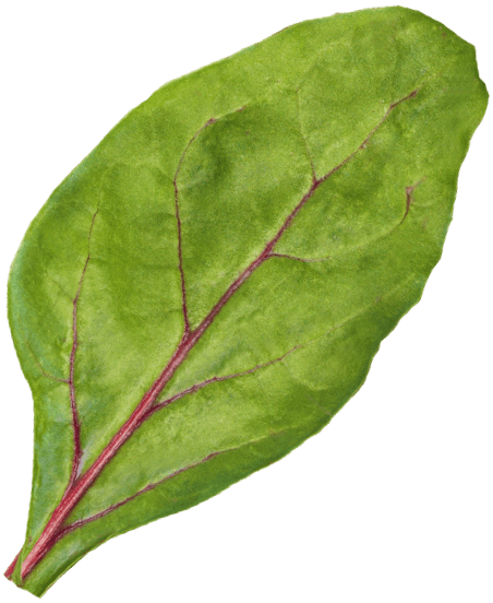 Red Vein Leaf
