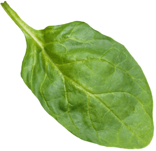 spinach leaf